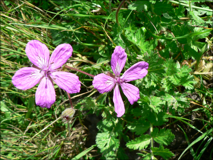 Erodium manescavi