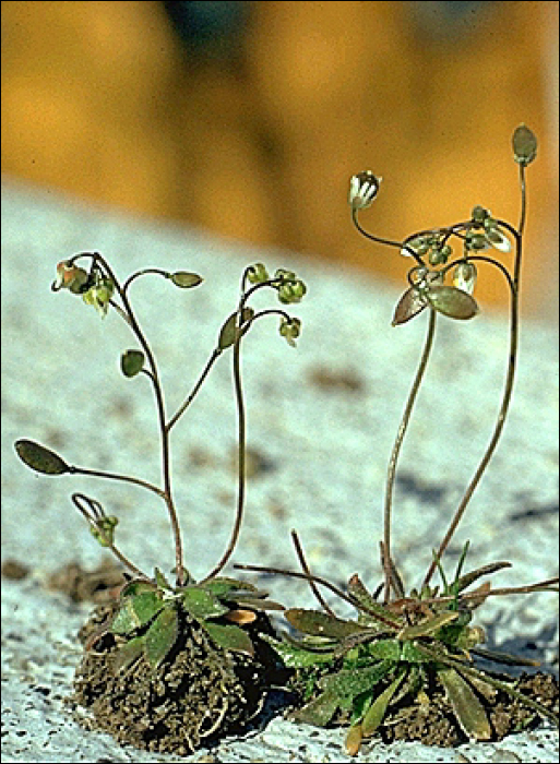 Erophila verna Wilk. (=Draba verna L.)