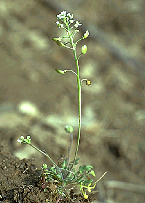 Erophila verna Wilk. (=Draba verna L.)