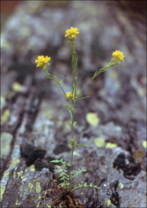 Erucastrum nasturtiifolium (Poiret) (=E. obtusangulum)