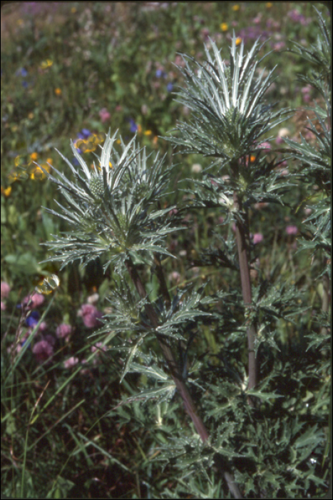 Eryngium alpinum L.
