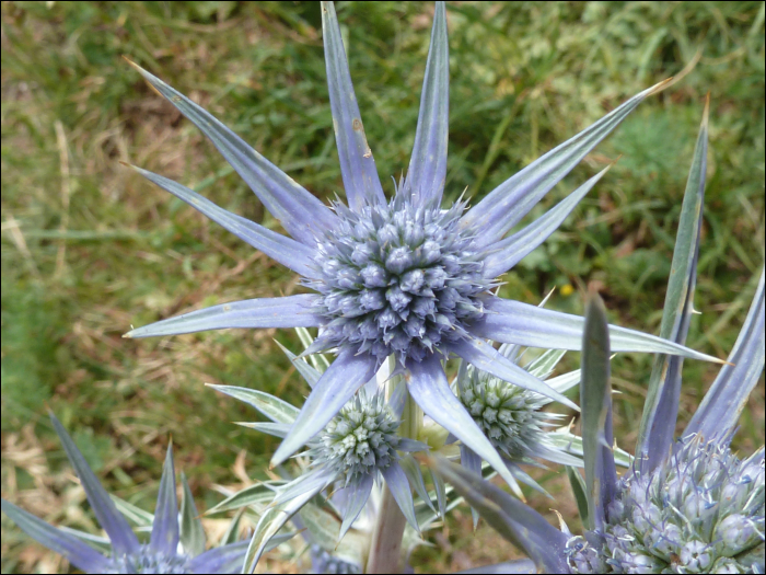 Eryngium bourgatii Gouan