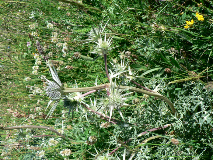 Eryngium bourgatii Gouan