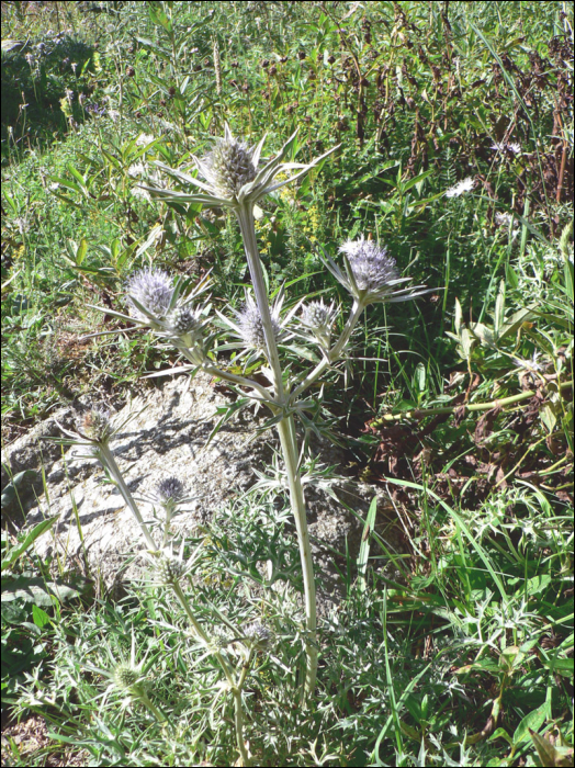 Eryngium bourgatii Gouan