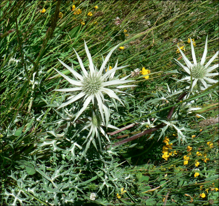 Eryngium bourgatii Gouan