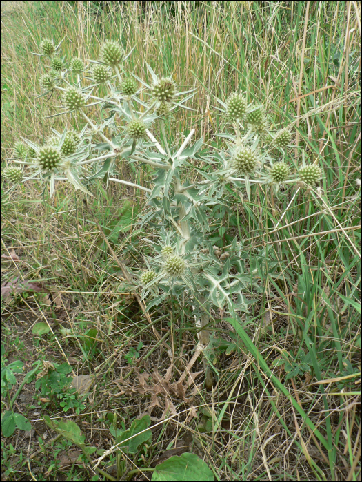 Eryngium campestre L.