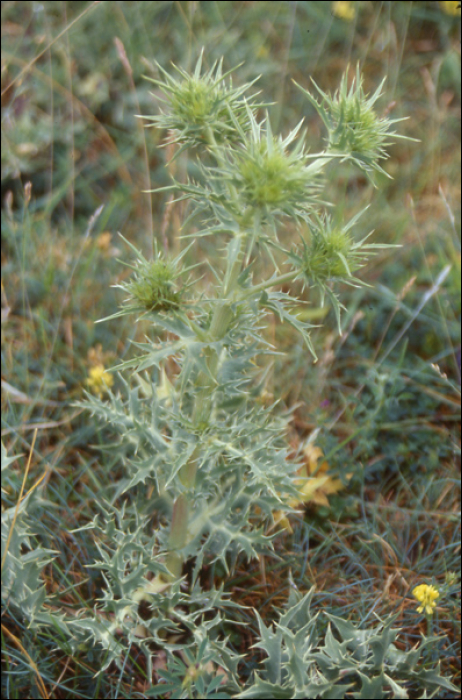 Eryngium campestre L.