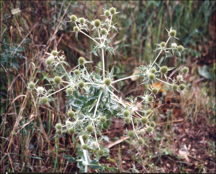 Eryngium campestre L.