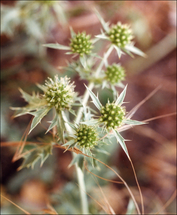 Eryngium campestre L.