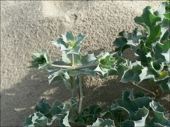 Eryngium maritimum L.