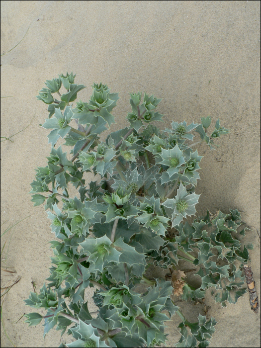 Eryngium maritimum L.