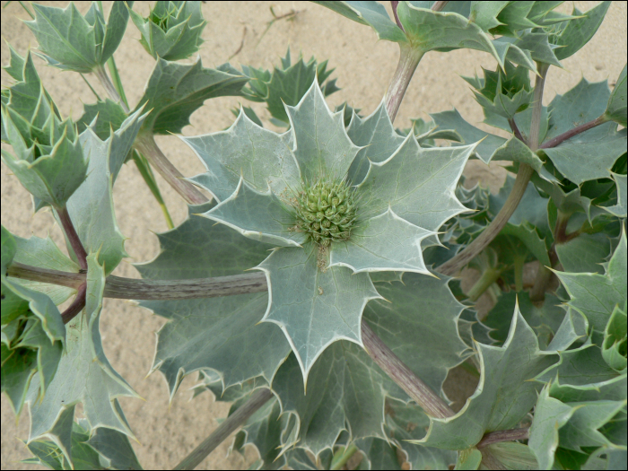 Eryngium maritimum L.