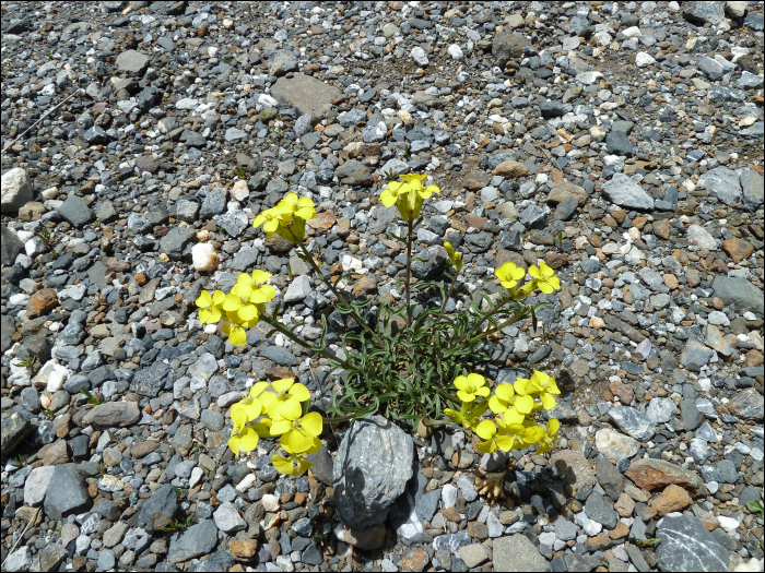 Erysimum duriaei ssp pyrenaicum