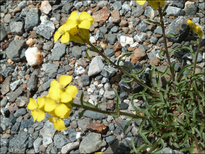 Erysimum duriaei ssp pyrenaicum