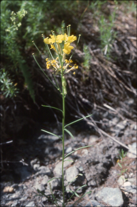 Erysimum  grandiflorum (Desf.) (=Erysimum silvestre)