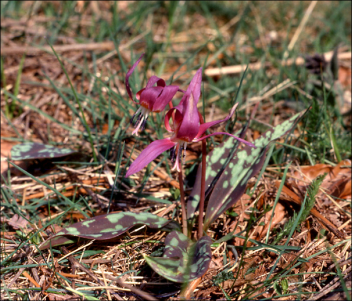 Erythronium dens-canis L.