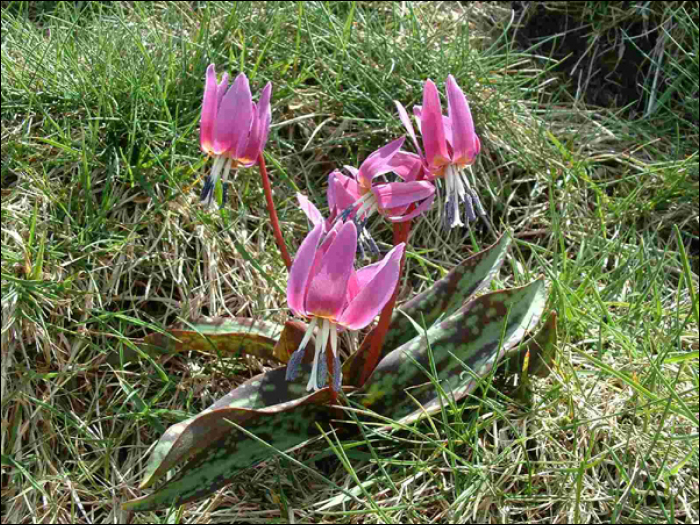 Erythronium dens-canis L.