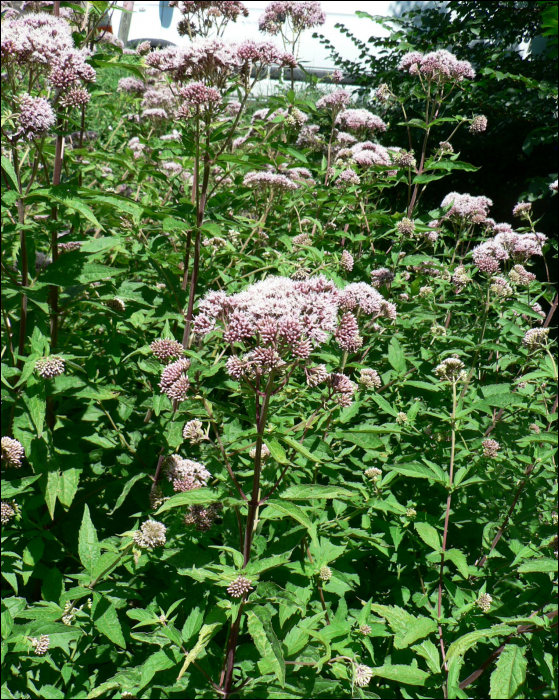 Eupatorium cannabinum L.