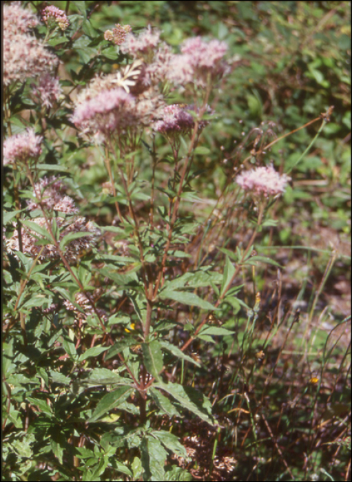 Eupatorium cannabinum L.