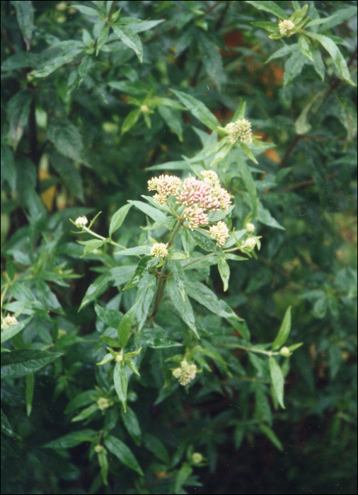 Eupatorium cannabinum L.