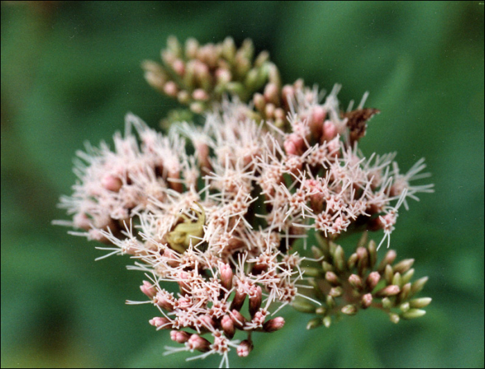 Eupatorium cannabinum L.