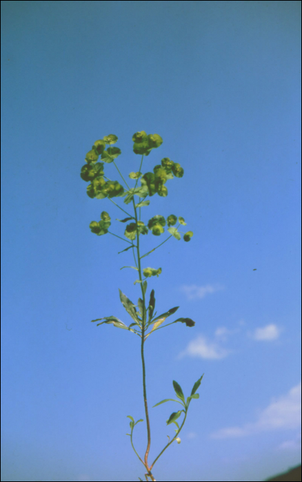 Euphorbia amygdaloïdes L.