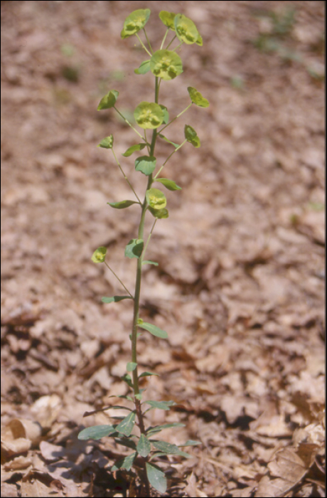 Euphorbia amygdaloïdes L.