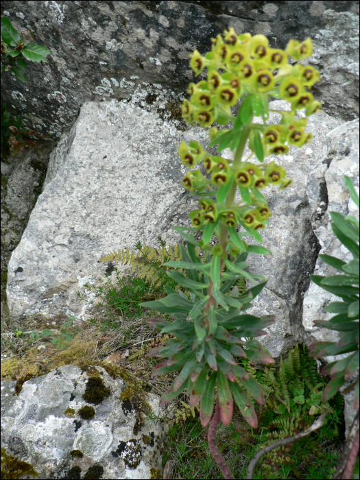 Euphorbia characias