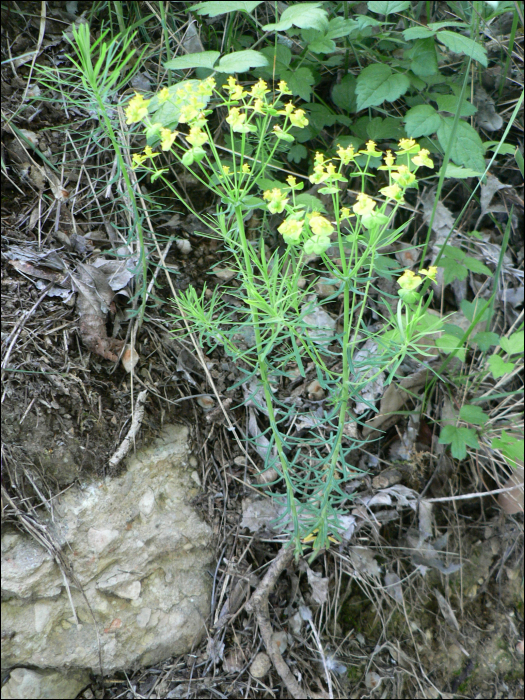 Euphorbia cyparissias L