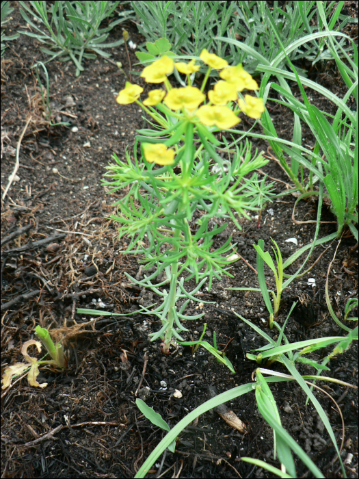 Euphorbia cyparissias L