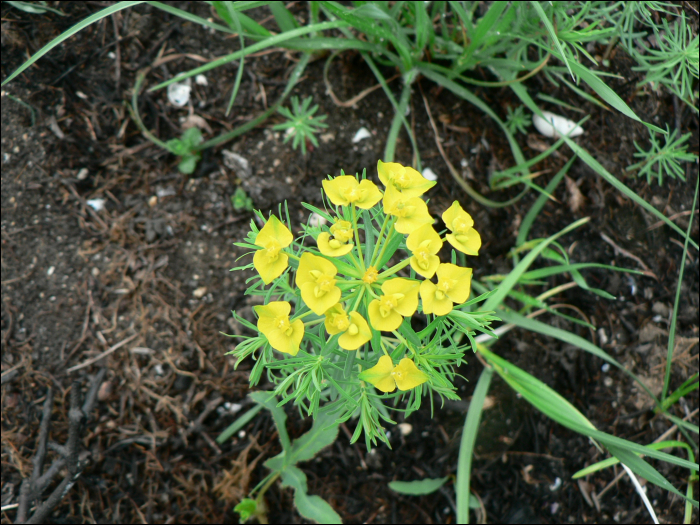 Euphorbia cyparissias L