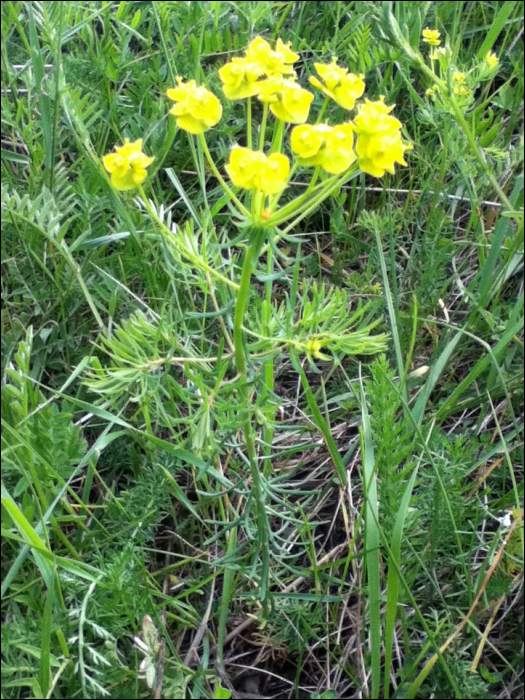 Euphorbia cyparissias L