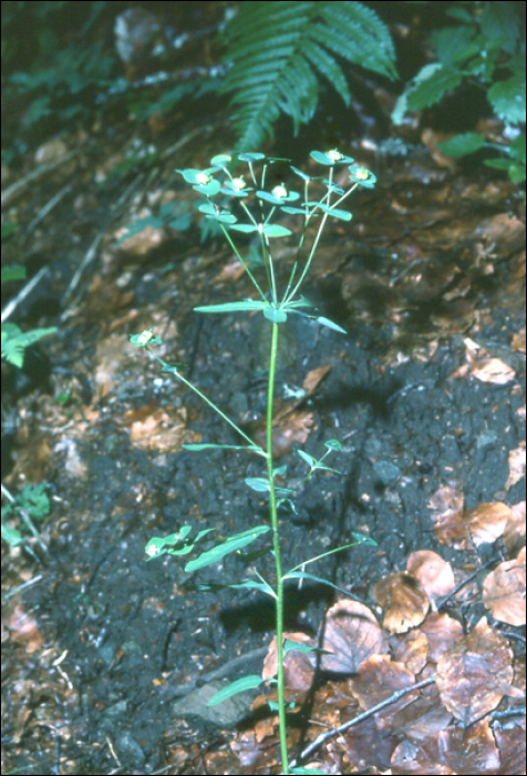 Euphorbia dulcis L.