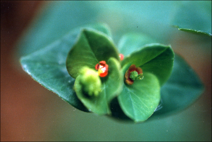 Euphorbia dulcis L.