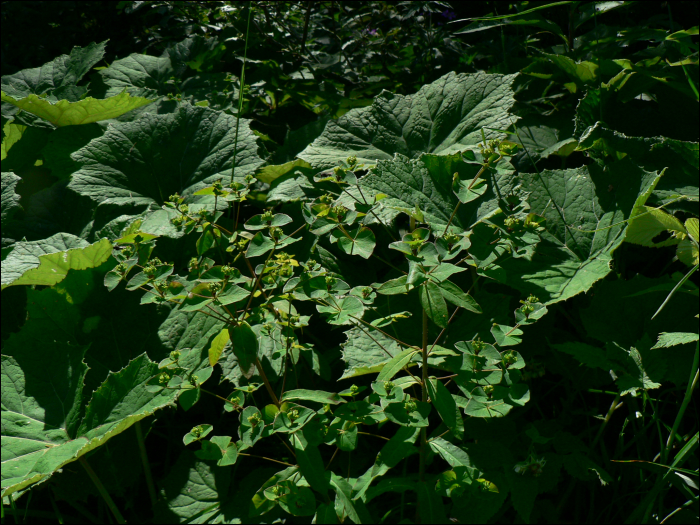 Euphorbia dulcis L.