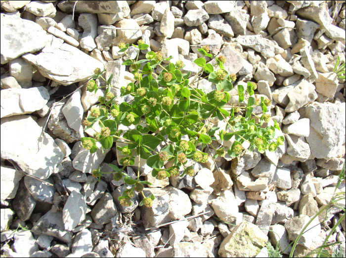 Euphorbia duvalii