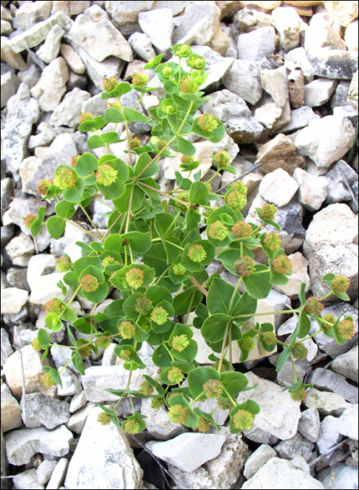 Euphorbia duvalii