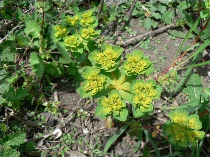 Euphorbia helioscopia L.