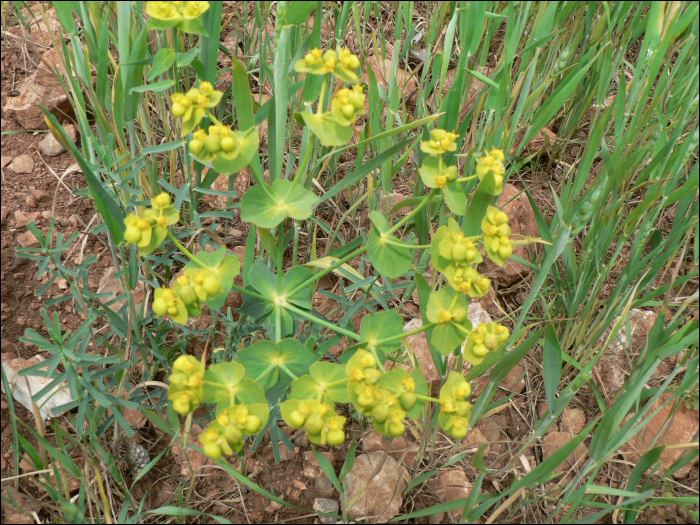 Euphorbia helioscopia L.