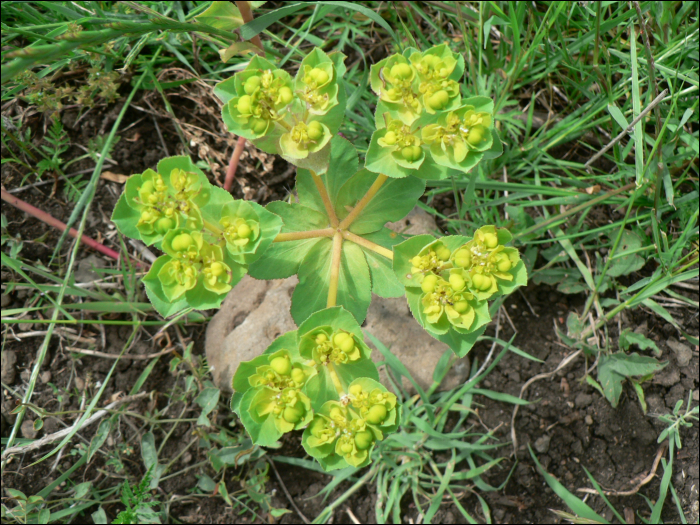 Euphorbia helioscopia L.