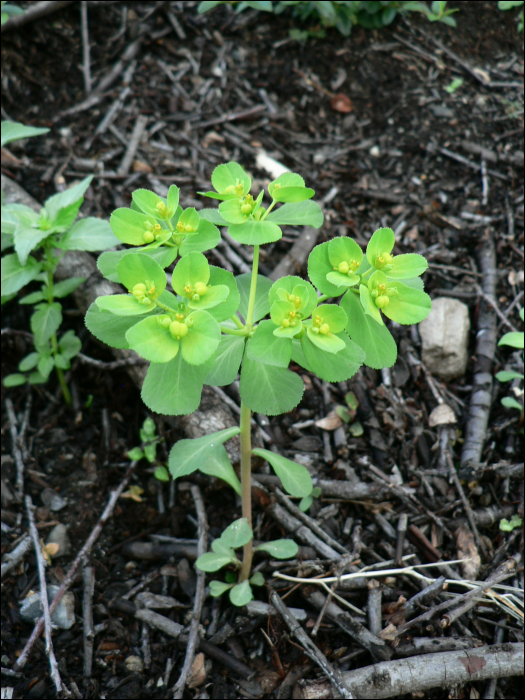 Euphorbia helioscopia L.