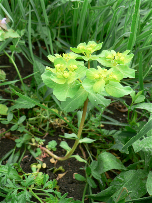 Euphorbia helioscopia L.