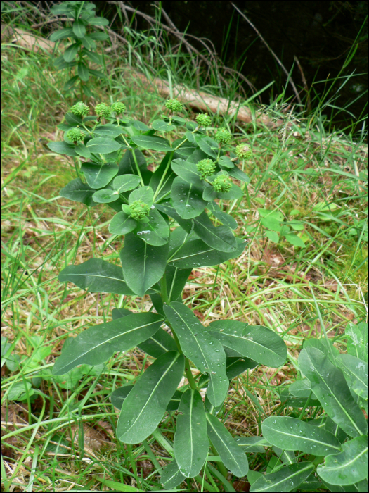 Euphorbia hyberna L.