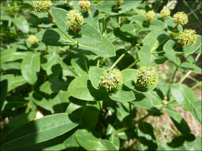 Euphorbia hyberna L.