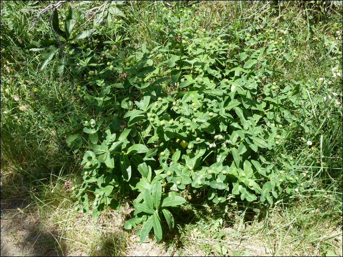 Euphorbia hyberna L.