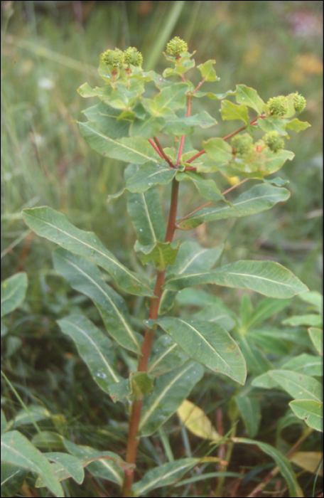 Euphorbia hyberna L.