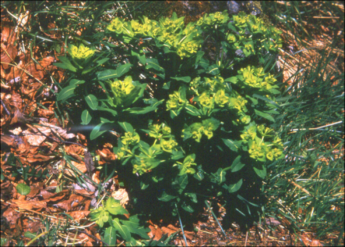 Euphorbia hyberna L.