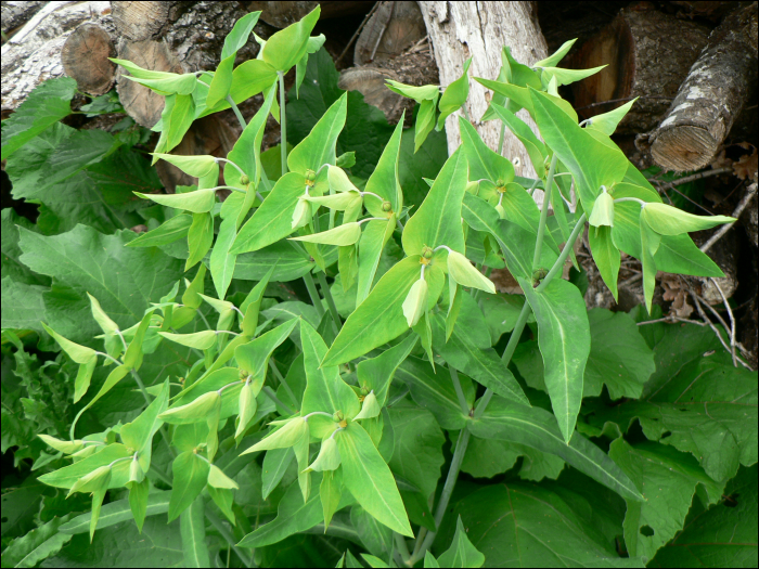 Euphorbia lathyris