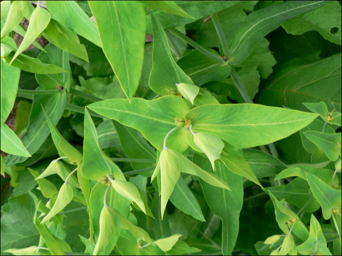 Euphorbia lathyris