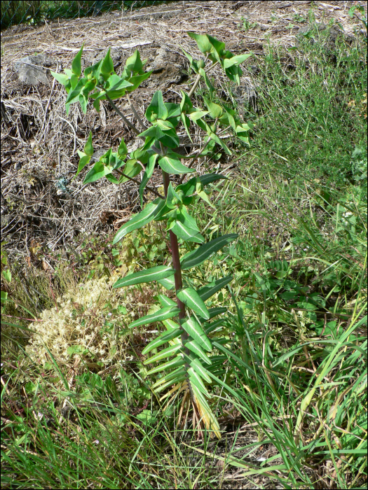 Euphorbia lathyris